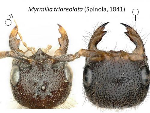 Réf. 238 546 : Myrmilla triareolata